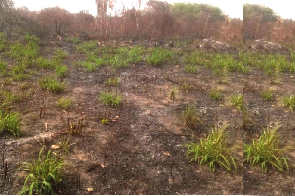 farm-land-for-sale-1